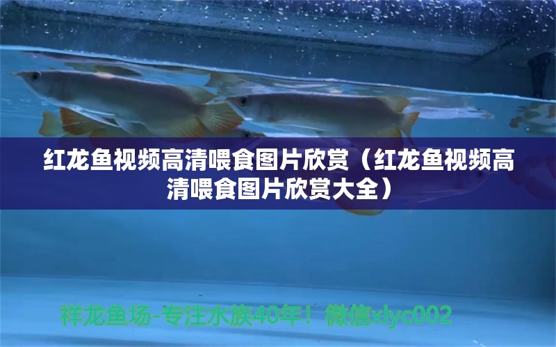 紅龍魚視頻高清喂食圖片欣賞（紅龍魚視頻高清喂食圖片欣賞大全）