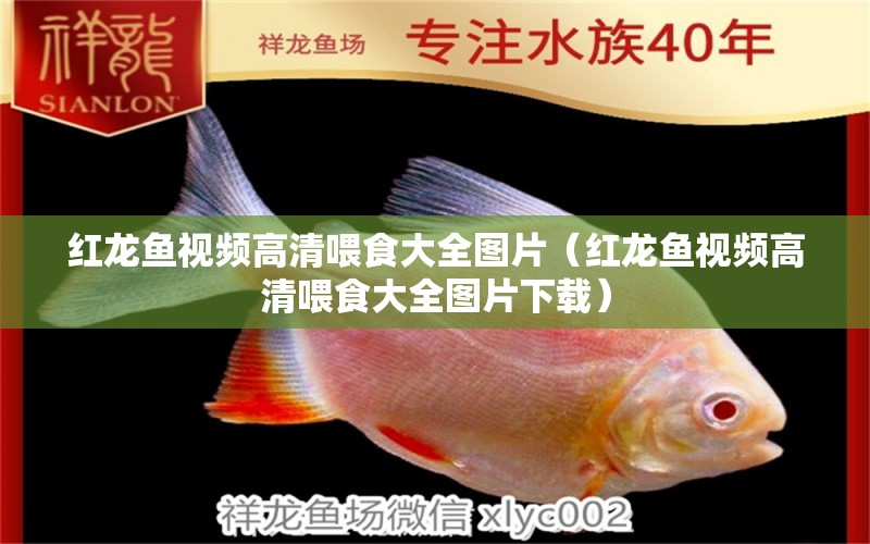 紅龍魚視頻高清喂食大全圖片（紅龍魚視頻高清喂食大全圖片下載）