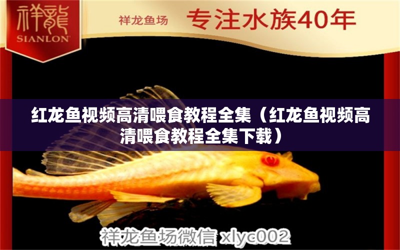 紅龍魚(yú)視頻高清喂食教程全集（紅龍魚(yú)視頻高清喂食教程全集下載） 印尼紅龍魚(yú)