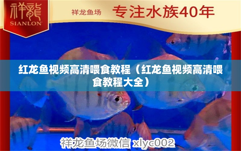 紅龍魚視頻高清喂食教程（紅龍魚視頻高清喂食教程大全） 印尼紅龍魚