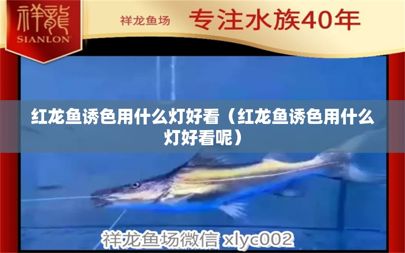 紅龍魚誘色用什么燈好看（紅龍魚誘色用什么燈好看呢）