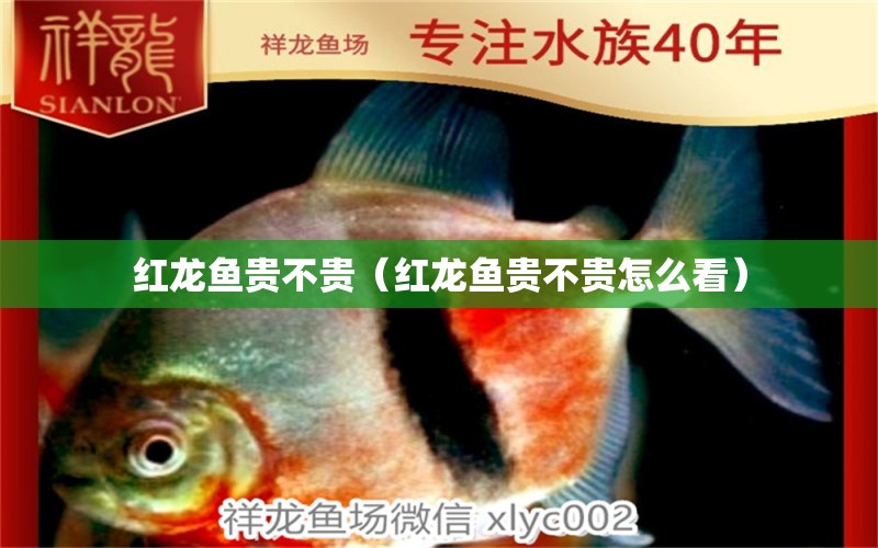 紅龍魚貴不貴（紅龍魚貴不貴怎么看） 網(wǎng)上購買觀賞魚