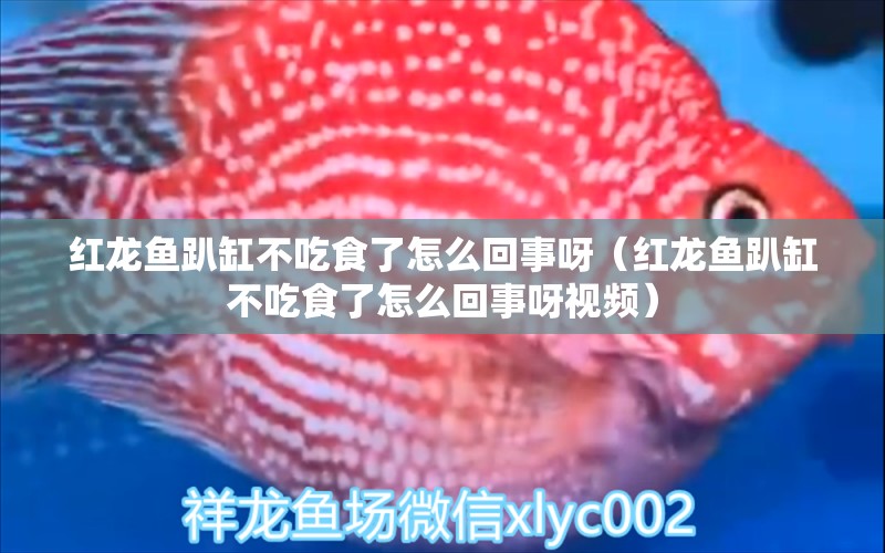 紅龍魚趴缸不吃食了怎么回事呀（紅龍魚趴缸不吃食了怎么回事呀視頻）