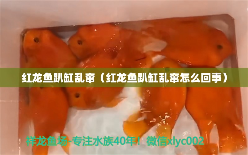 紅龍魚趴缸亂竄（紅龍魚趴缸亂竄怎么回事） 印尼紅龍魚