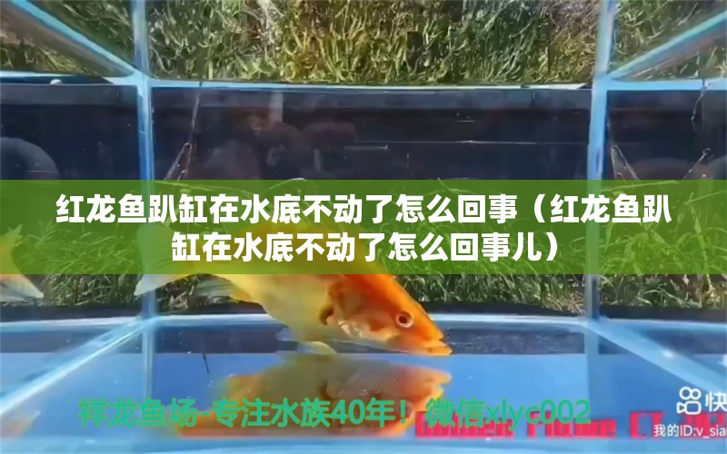 紅龍魚趴缸在水底不動了怎么回事（紅龍魚趴缸在水底不動了怎么回事兒） 印尼紅龍魚