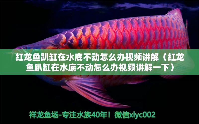 紅龍魚(yú)趴缸在水底不動(dòng)怎么辦視頻講解（紅龍魚(yú)趴缸在水底不動(dòng)怎么辦視頻講解一下） 印尼紅龍魚(yú)