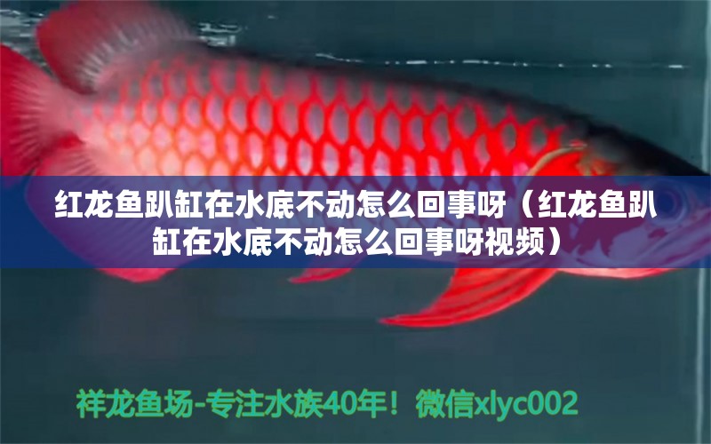 紅龍魚趴缸在水底不動怎么回事呀（紅龍魚趴缸在水底不動怎么回事呀視頻） 印尼紅龍魚