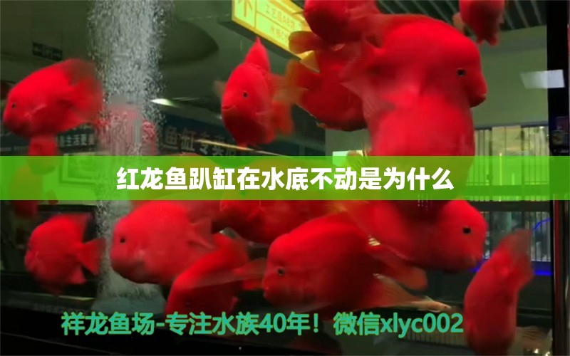 紅龍魚趴缸在水底不動(dòng)是為什么 龍魚百科 第2張