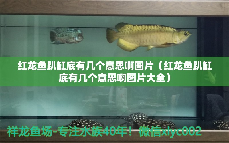 紅龍魚趴缸底有幾個意思啊圖片（紅龍魚趴缸底有幾個意思啊圖片大全）