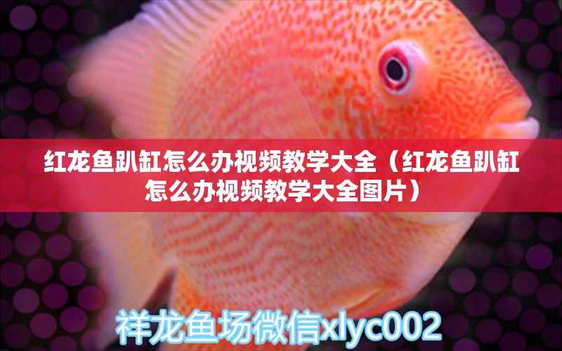 紅龍魚(yú)趴缸怎么辦視頻教學(xué)大全（紅龍魚(yú)趴缸怎么辦視頻教學(xué)大全圖片） 印尼紅龍魚(yú)