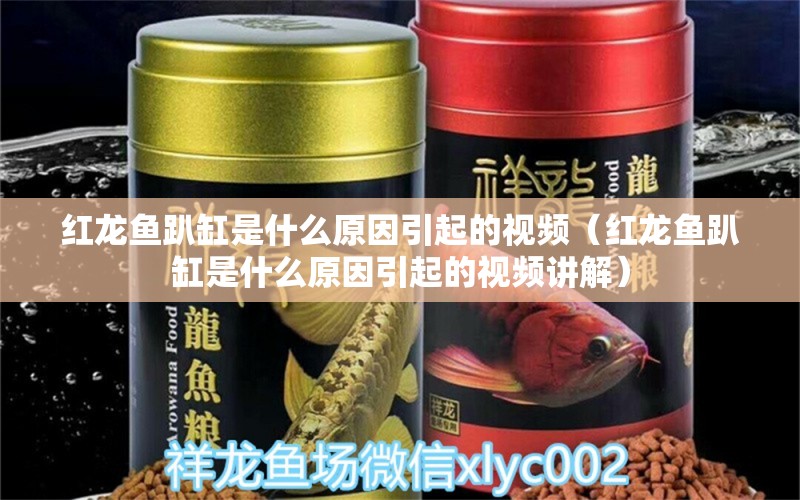 紅龍魚趴缸是什么原因引起的視頻（紅龍魚趴缸是什么原因引起的視頻講解）