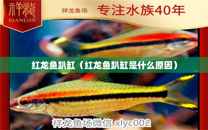 紅龍魚趴缸（紅龍魚趴缸是什么原因） 印尼紅龍魚