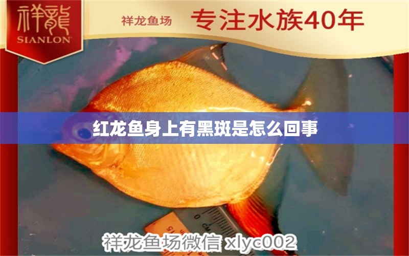 紅龍魚身上有黑斑是怎么回事 南美異型魚