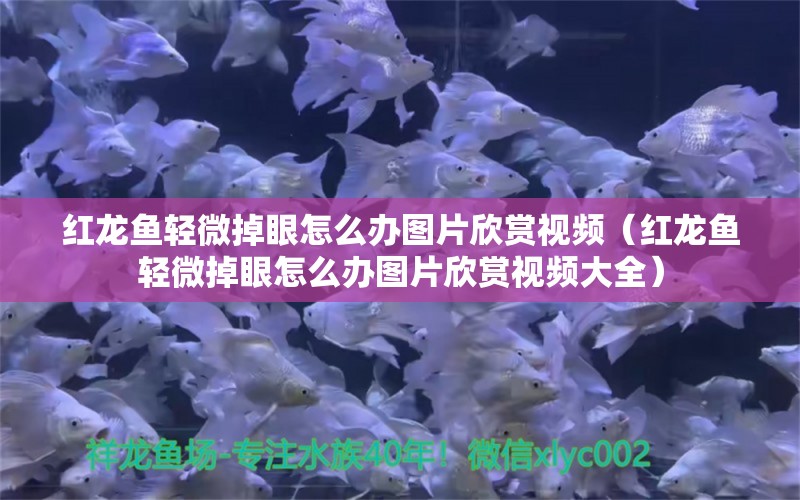 紅龍魚輕微掉眼怎么辦圖片欣賞視頻（紅龍魚輕微掉眼怎么辦圖片欣賞視頻大全）