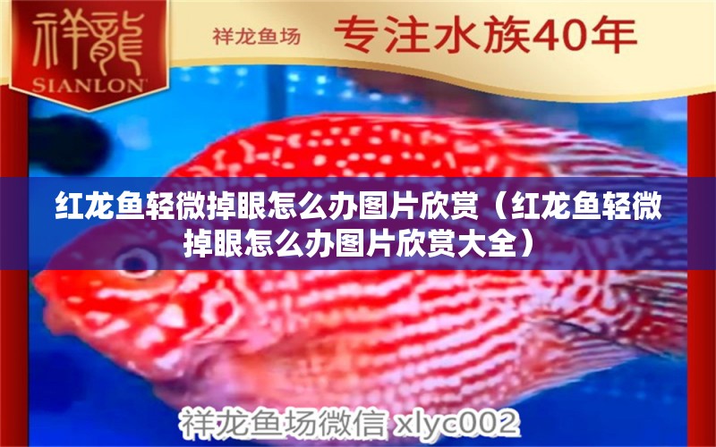 紅龍魚輕微掉眼怎么辦圖片欣賞（紅龍魚輕微掉眼怎么辦圖片欣賞大全）