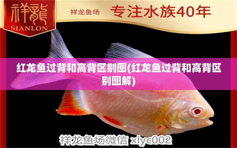 紅龍魚(yú)過(guò)背和高背區(qū)別圖(紅龍魚(yú)過(guò)背和高背區(qū)別圖解) 大白鯊魚(yú)