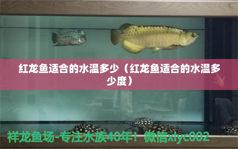 紅龍魚適合的水溫多少（紅龍魚適合的水溫多少度）