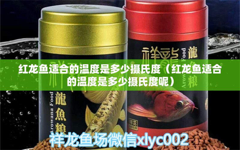 紅龍魚適合的溫度是多少攝氏度（紅龍魚適合的溫度是多少攝氏度呢） 龍魚百科