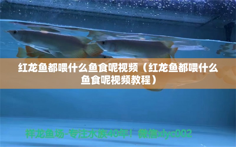 紅龍魚都喂什么魚食呢視頻（紅龍魚都喂什么魚食呢視頻教程） 龍魚百科