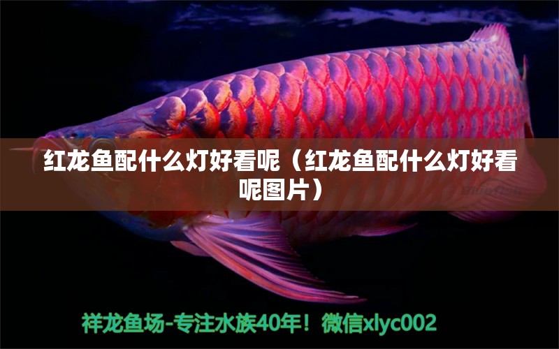 紅龍魚(yú)配什么燈好看呢（紅龍魚(yú)配什么燈好看呢圖片） 印尼紅龍魚(yú)