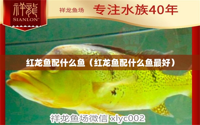 紅龍魚(yú)配什么魚(yú)（紅龍魚(yú)配什么魚(yú)最好）