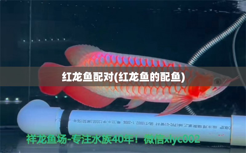 紅龍魚(yú)配對(duì)(紅龍魚(yú)的配魚(yú)) 紅尾平克魚(yú)