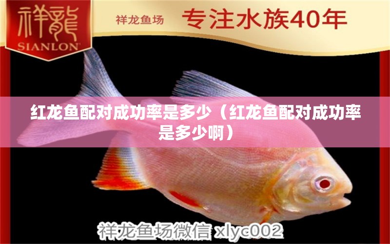 紅龍魚配對(duì)成功率是多少（紅龍魚配對(duì)成功率是多少?。?龍魚疾病與治療