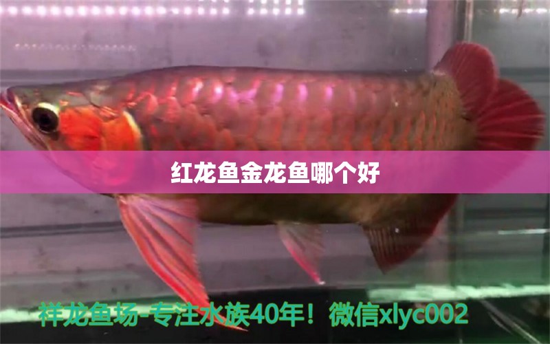 紅龍魚(yú)金龍魚(yú)哪個(gè)好 龍魚(yú)批發(fā)