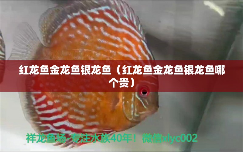 紅龍魚金龍魚銀龍魚（紅龍魚金龍魚銀龍魚哪個貴） 銀龍魚