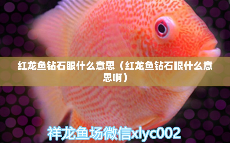 紅龍魚鉆石眼什么意思（紅龍魚鉆石眼什么意思?。?印尼紅龍魚