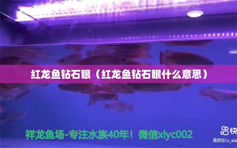 紅龍魚鉆石眼（紅龍魚鉆石眼什么意思）