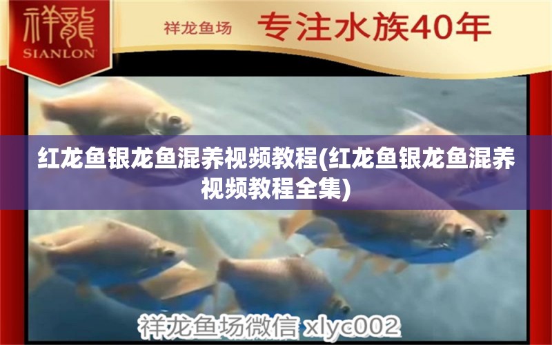 紅龍魚銀龍魚混養(yǎng)視頻教程(紅龍魚銀龍魚混養(yǎng)視頻教程全集)