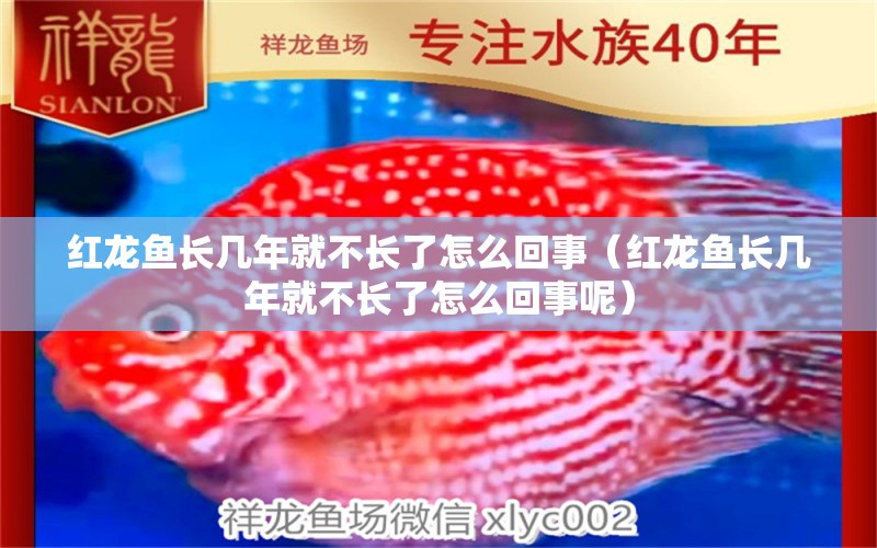 紅龍魚長幾年就不長了怎么回事（紅龍魚長幾年就不長了怎么回事呢）