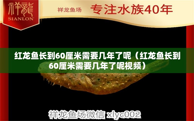 紅龍魚長到60厘米需要幾年了呢（紅龍魚長到60厘米需要幾年了呢視頻）