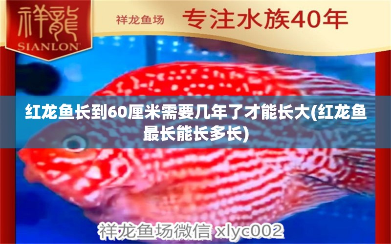 紅龍魚長到60厘米需要幾年了才能長大(紅龍魚最長能長多長) 大白鯊魚 第1張