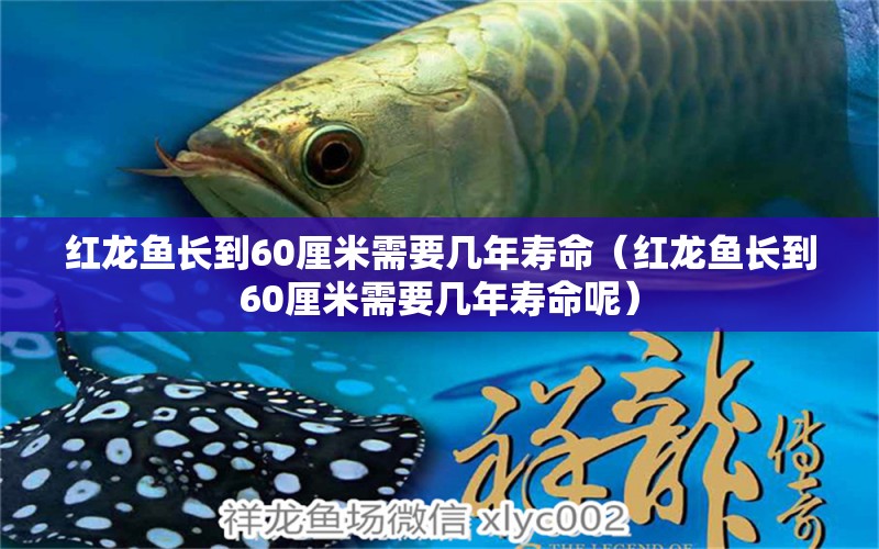 紅龍魚長(zhǎng)到60厘米需要幾年壽命（紅龍魚長(zhǎng)到60厘米需要幾年壽命呢） 印尼紅龍魚