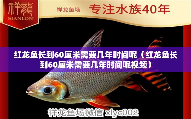 紅龍魚長到60厘米需要幾年時間呢（紅龍魚長到60厘米需要幾年時間呢視頻） 印尼紅龍魚