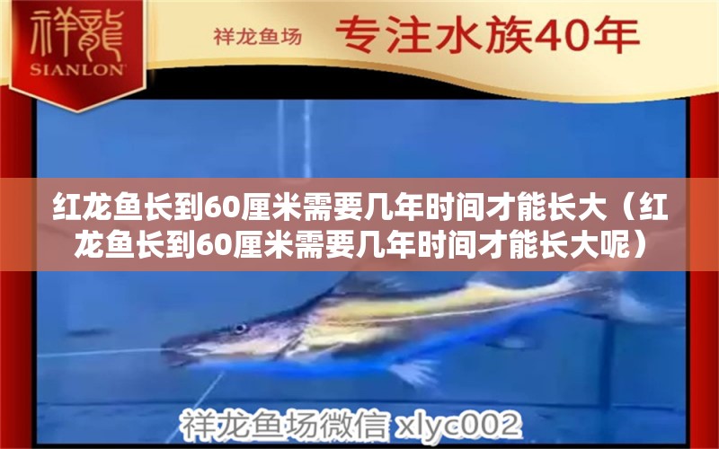 紅龍魚長(zhǎng)到60厘米需要幾年時(shí)間才能長(zhǎng)大（紅龍魚長(zhǎng)到60厘米需要幾年時(shí)間才能長(zhǎng)大呢） 印尼紅龍魚