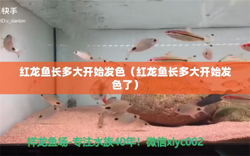 紅龍魚長多大開始發(fā)色（紅龍魚長多大開始發(fā)色了） 印尼紅龍魚