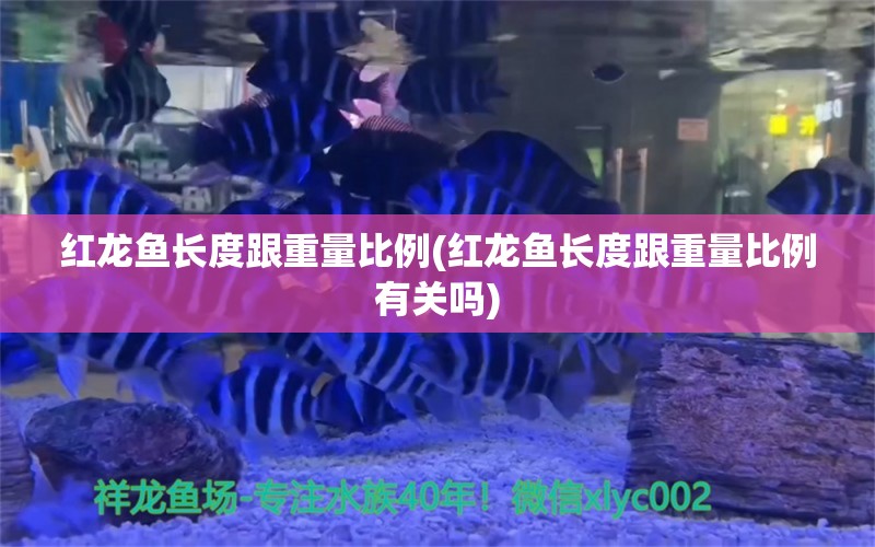 紅龍魚長度跟重量比例(紅龍魚長度跟重量比例有關(guān)嗎) 觀賞魚百科