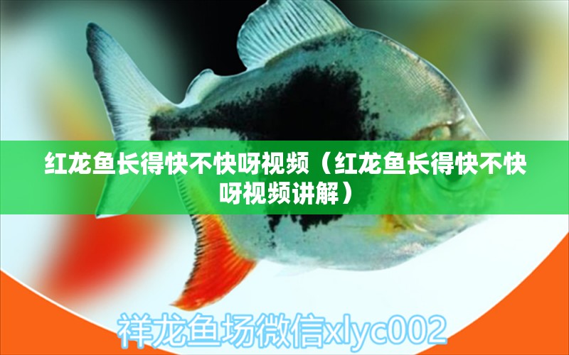 紅龍魚長(zhǎng)得快不快呀視頻（紅龍魚長(zhǎng)得快不快呀視頻講解） 龍魚百科