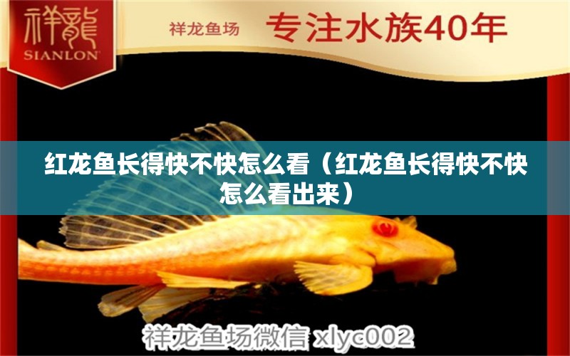 紅龍魚長得快不快怎么看（紅龍魚長得快不快怎么看出來）