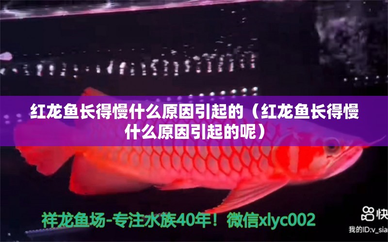 紅龍魚長得慢什么原因引起的（紅龍魚長得慢什么原因引起的呢）