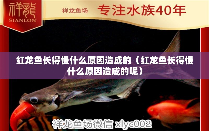 紅龍魚長得慢什么原因造成的（紅龍魚長得慢什么原因造成的呢） 龍魚百科