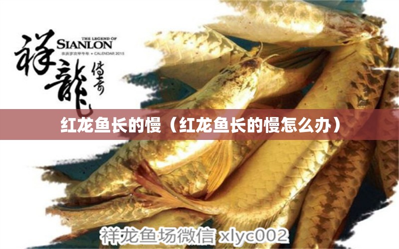 紅龍魚長的慢（紅龍魚長的慢怎么辦）