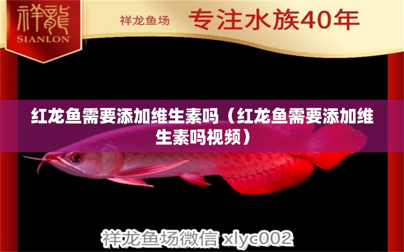 紅龍魚需要添加維生素嗎（紅龍魚需要添加維生素嗎視頻）