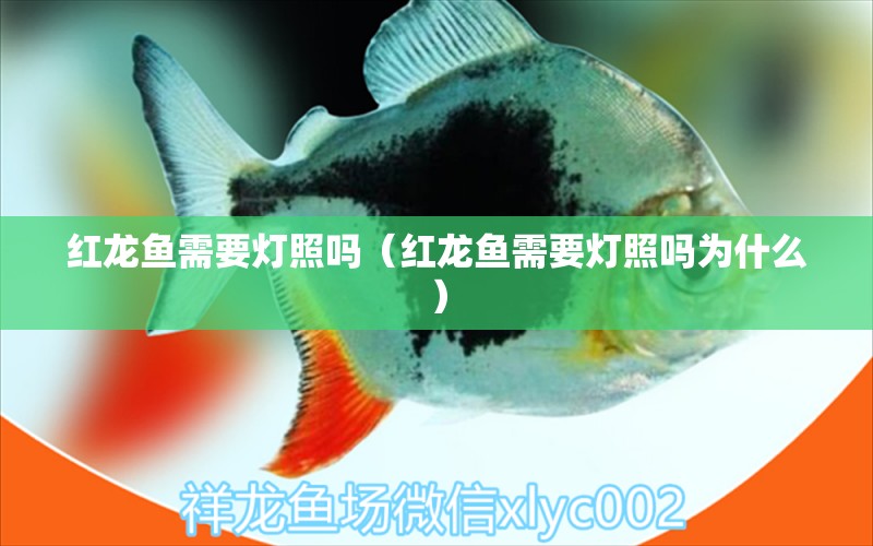 紅龍魚需要燈照嗎（紅龍魚需要燈照嗎為什么）