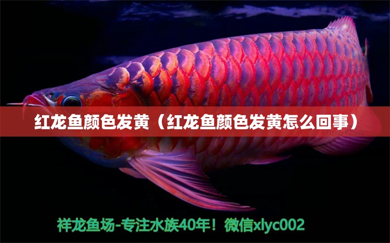 紅龍魚顏色發(fā)黃（紅龍魚顏色發(fā)黃怎么回事） 印尼紅龍魚