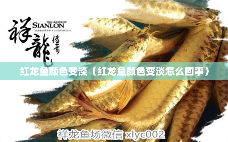 紅龍魚顏色變淡（紅龍魚顏色變淡怎么回事）