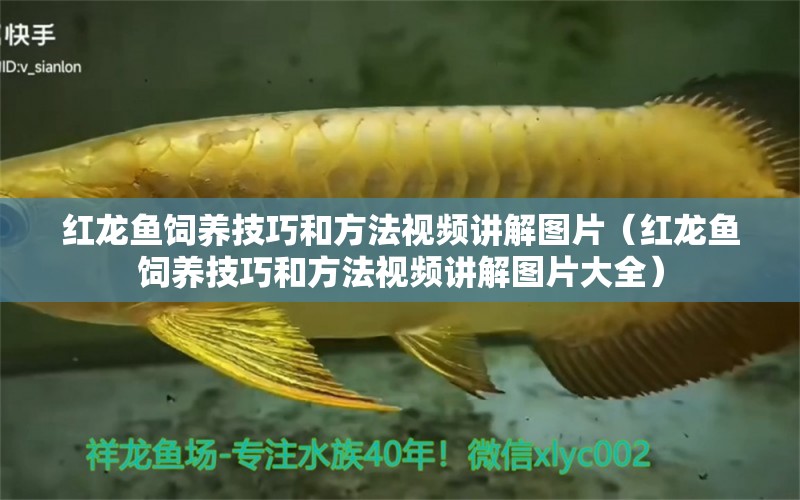 紅龍魚飼養(yǎng)技巧和方法視頻講解圖片（紅龍魚飼養(yǎng)技巧和方法視頻講解圖片大全）